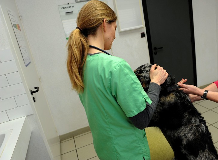 Avantages et inconveniants d’être veterinaire