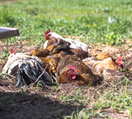 Les méthodes alternatives pour la gestion des déchets de poules