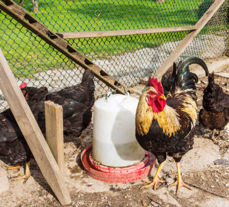 Comment choisir le bon système de nidification pour vos poules