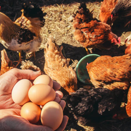 L’élevage de poules pour la production d’œufs biologiques