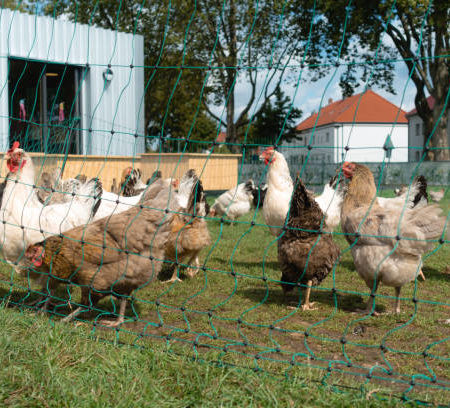 Les avantages de l’élevage de poules en milieu urbain