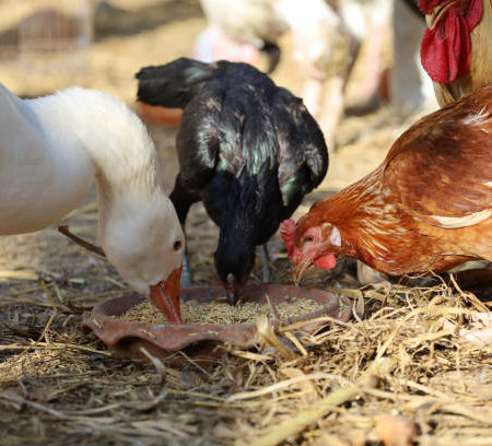 L’importance de la rotation des pâturages pour la santé des poules