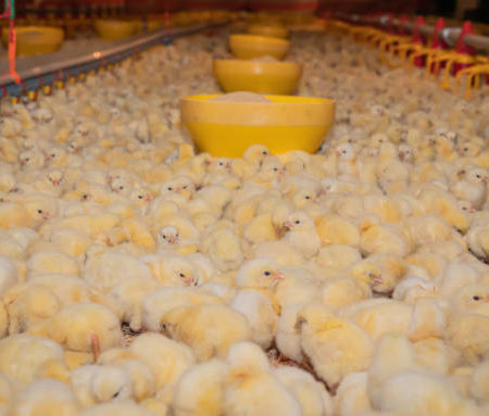 L’utilisation de l’éclairage pour optimiser la production d’œufs chez les poules
