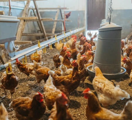 Comment démarrer une petite exploitation de poules pondeuses
