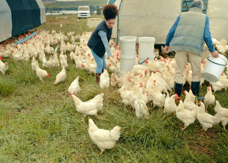 L’intégration des poules dans un système de permaculture
