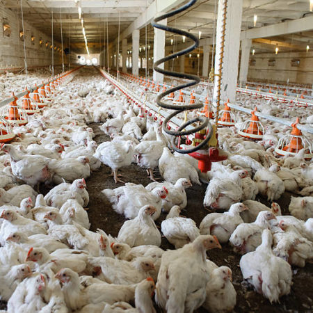 L’élevage de poules comme source de revenu supplémentaire pour les familles rurales