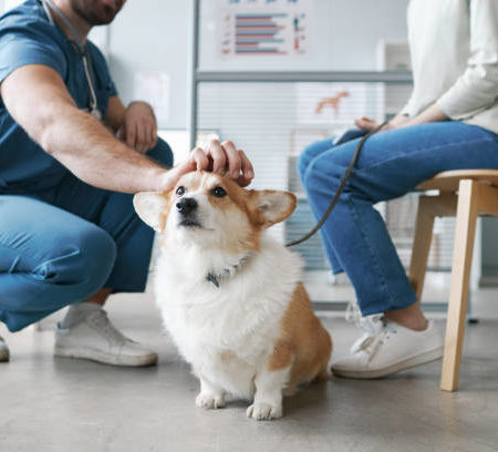 Les Meilleures Pratiques pour Préparer votre Chien à une Visite chez le Vétérinaire
