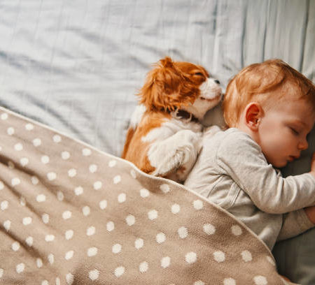 Comment Aider Votre Chien à s’Adapter à l’Arrivée d’un Nouveau Bébé ou d’un Nouvel Animal de Compagnie à la Maison
