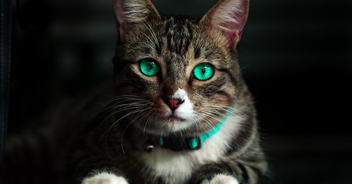 découvrez notre collection de colliers pour chats, alliant confort et style. fabriqués avec des matériaux de qualité, nos colliers offrent sécurité et élégance pour votre compagnon à quatre pattes. idéal pour les promenades et l'identification, choisissez le meilleur pour votre chat.