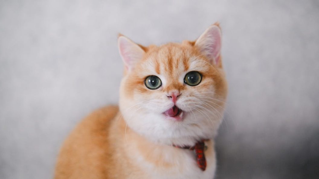 découvrez notre sélection de colliers pour chats, alliant style et confort. des designs variés pour que votre félin soit à la fois tendance et en sécurité. idéal pour les promenades ou la maison.