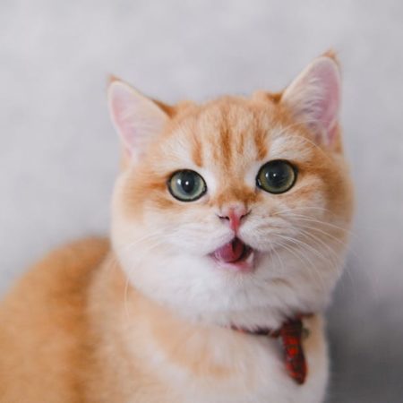 Comment choisir le collier idéal pour votre chat