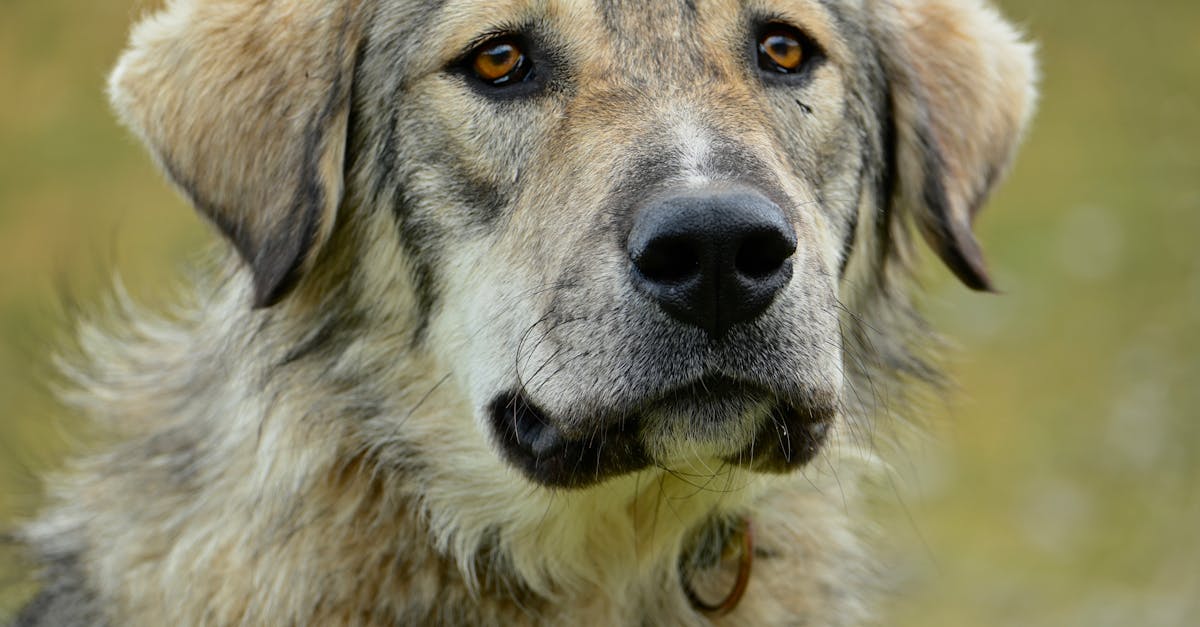 découvrez notre sélection de colliers pour chiens, alliant style et confort. offrez à votre compagnon à quatre pattes un accessoire de qualité, disponible dans divers modèles et tailles pour répondre à tous les besoins.