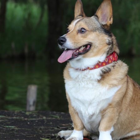 Comment choisir un collier adapté à votre chien ? Conseils et astuces