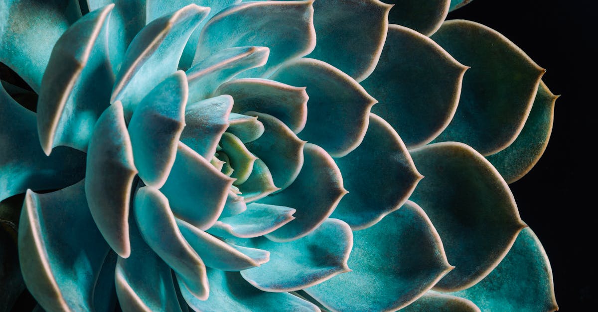 découvrez les principales tendances écologiques actuelles, leurs impacts sur notre environnement et les solutions innovantes pour un avenir plus durable.