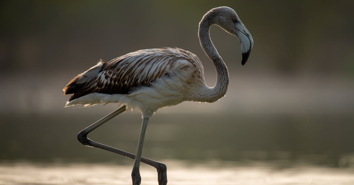 restez informé des dernières actualités sur les animaux : découvertes fascinantes, comportements uniques, protection de la faune et tendances mondiales dans le monde animalier.