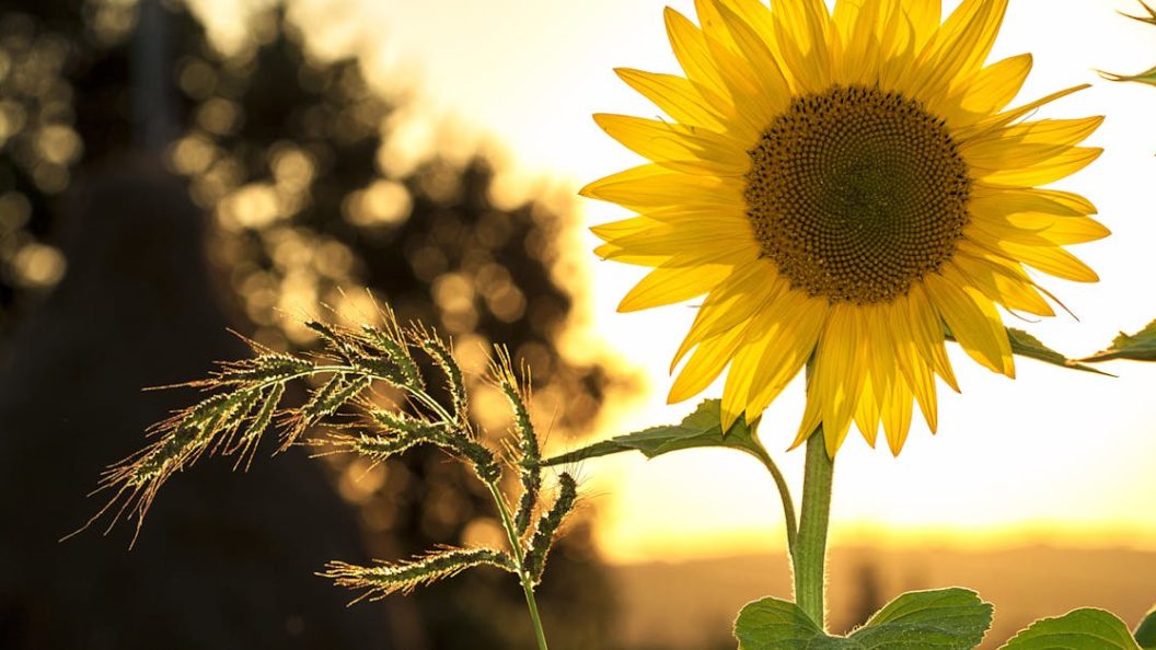 découvrez tout sur le sunshine : ses bienfaits, ses effets sur le moral et la santé, ainsi que des conseils pour profiter du soleil en toute sécurité toute l’année.