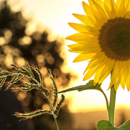Découvrez les bienfaits du soleil pour votre santé sur Soleil & Santé